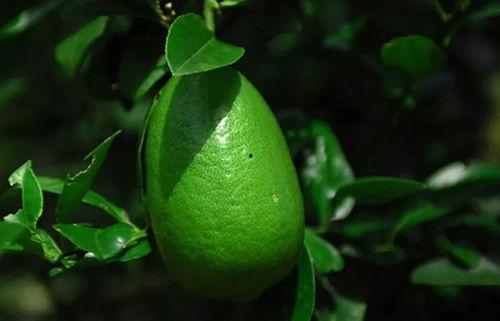 香水柠檬爆料视频大全下载,揭秘时尚圈幕后故事 第1张 香水柠檬爆料视频大全下载,揭秘时尚圈幕后故事 第1张